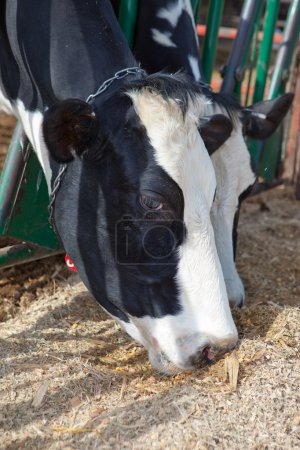 Holstein vache 