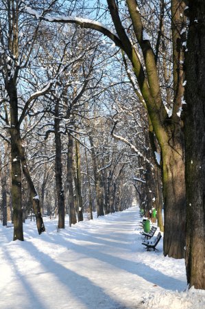 Hiver dans le parc, ruelle enneigée et arbres 