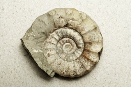 Ammonite