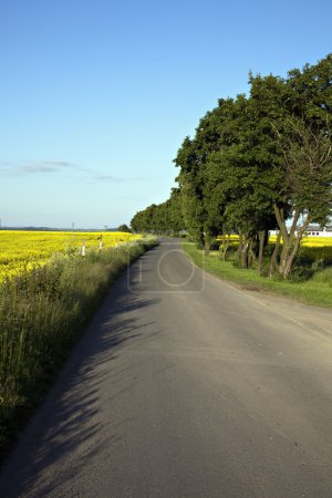 Chemin, champ de viol et arbres 
