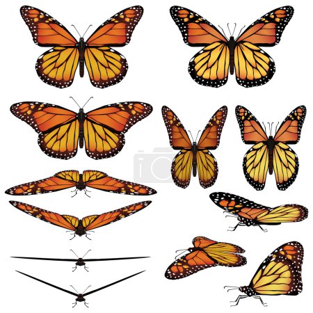Papillon monarque 