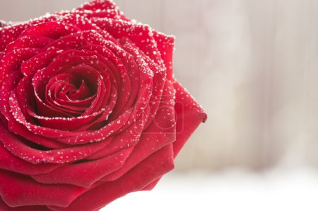 Rose rouge avec neige