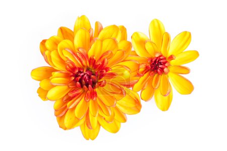 Chrysanthème