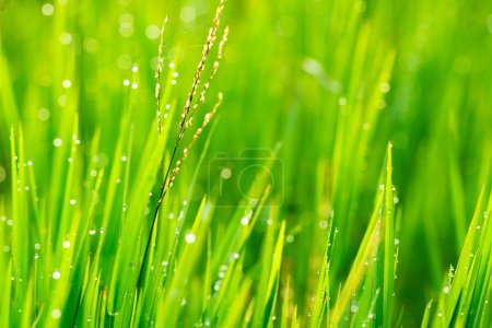 Gouttes de pluie d'herbe et du matin 