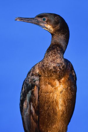 Grand pélican brun 