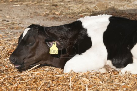 Jeunes bovins laitiers (vaches laitières) de l'espèce Bos taurus .