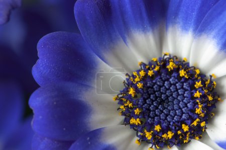 Gros plan d'une marguerite bleue et blanche 