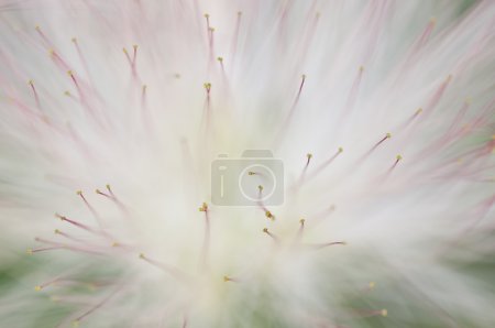 Fleurs d'Albizia julibrissin, arbre à soie persan ou siris rose, ou Lenkora 