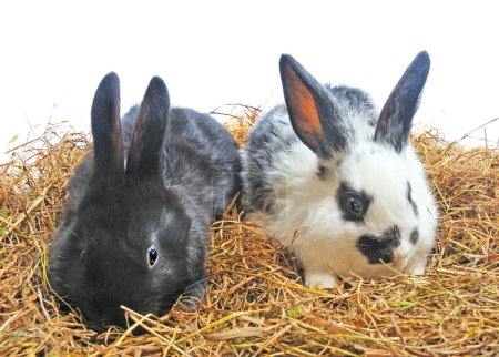 Deux lapins 