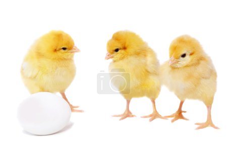 Trois jolis poulets et oeuf 