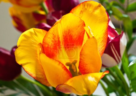Tulipe gros plan 