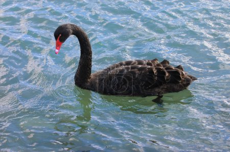 Cygne noir