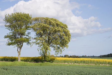 Les arbres au champ de viol 