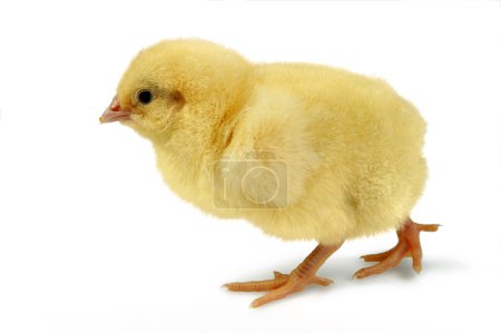 poussin sur l 'marche 