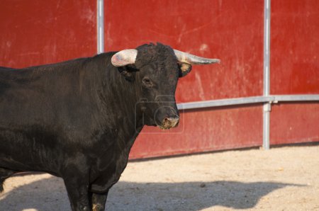 Photo de taureau de combat d'Espagne. Taureau noir