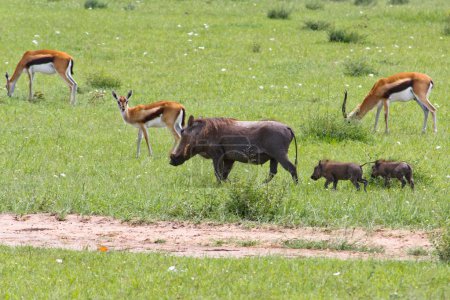 Gazelles et Pumbas 