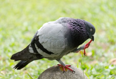 piégon 