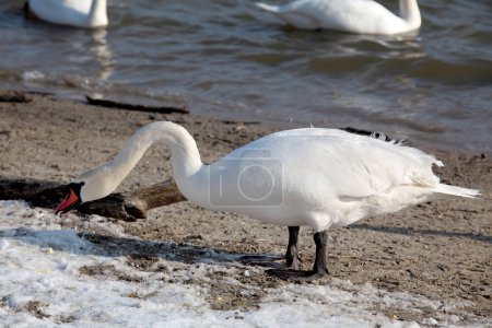 cygne en hiver