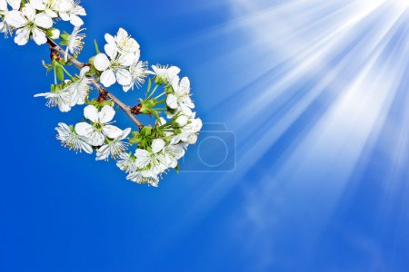 Fleur blanche 