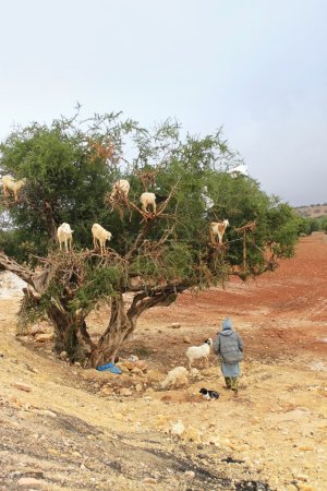 Chèvres sur arganier, Maroc 