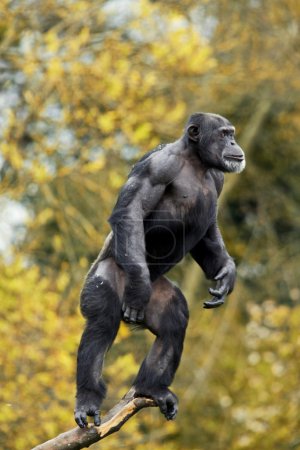 singe sur l'arbre