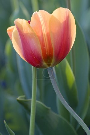 Champ tulipes 