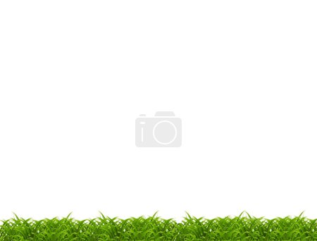 Gros plan d'herbe isolée sur fond blanc .