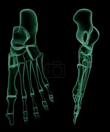 Structure squelettique des rayons X du pied humain 