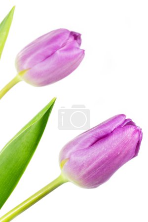 Deux tulipes roses 
