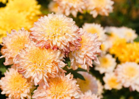 La belle des fleurs de Chrysanthème 