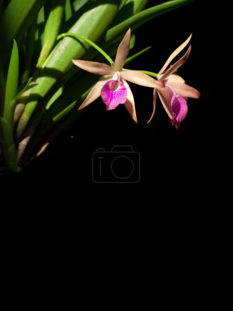 Brassanthe Maiaca