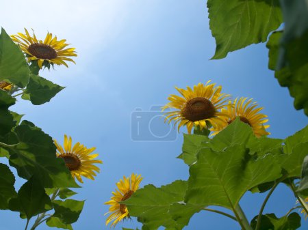 Cadre naturel de tournesols 