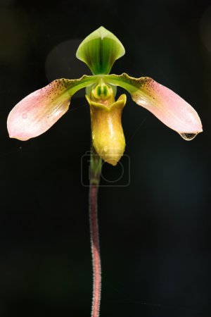 Paphiopedilum gratrixianum