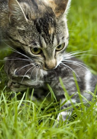 Famille de chats 