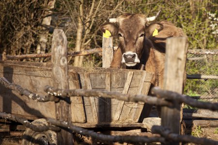 Vache à Topesti en Roumanie 