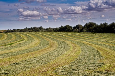 Foin fraîchement fauché sous un ciel dramatique 