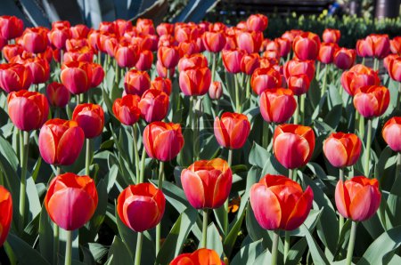 Les tulipes 