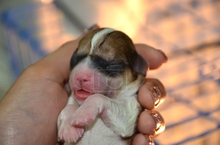 Chiot nouveau-né 