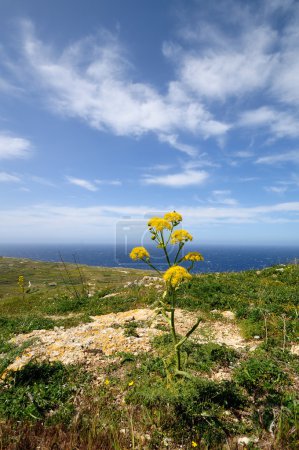 Vue panoramique depuis le phare de Ta Gordon 