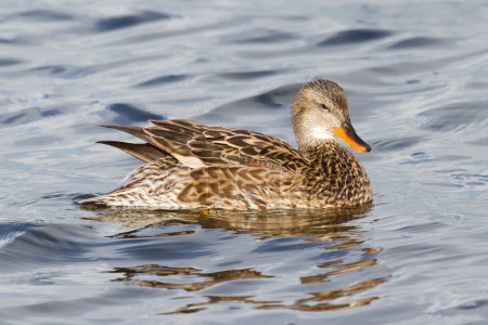 A Gadwall (femelle )