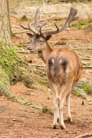 Un cerf rouge dans les bois 