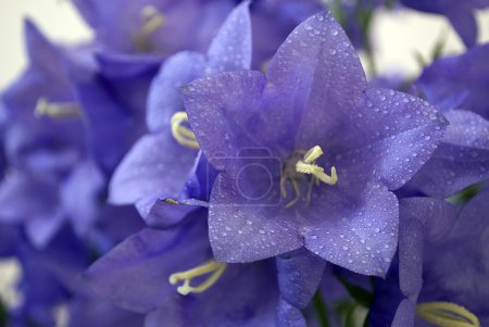 Fleurs bleues 