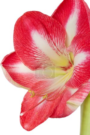 Gros plan d'une fleur d'amaryllis sur fond blanc 