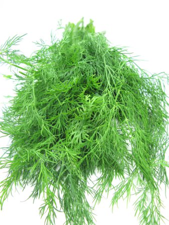 Légumes d'herbes de fenouil pour salade 