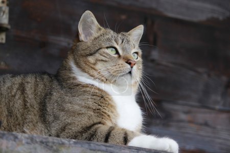 Un beau chat dans le jardin 