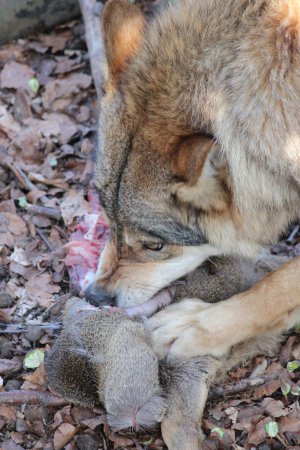 Le loup 
