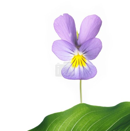 Flore sur fond blanc. élément de conception utile .