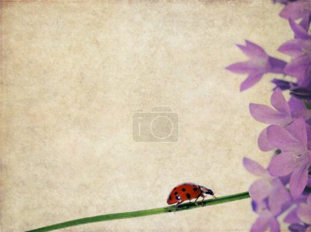 Image de fond terreux avec des éléments floraux et coccinelle 
