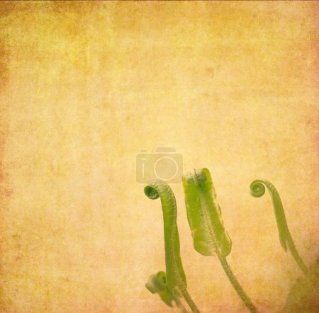 Belle image de fond avec des éléments floraux. élément de conception utile .