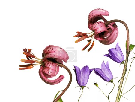 Belle image de fond avec des éléments floraux. élément de conception utile .